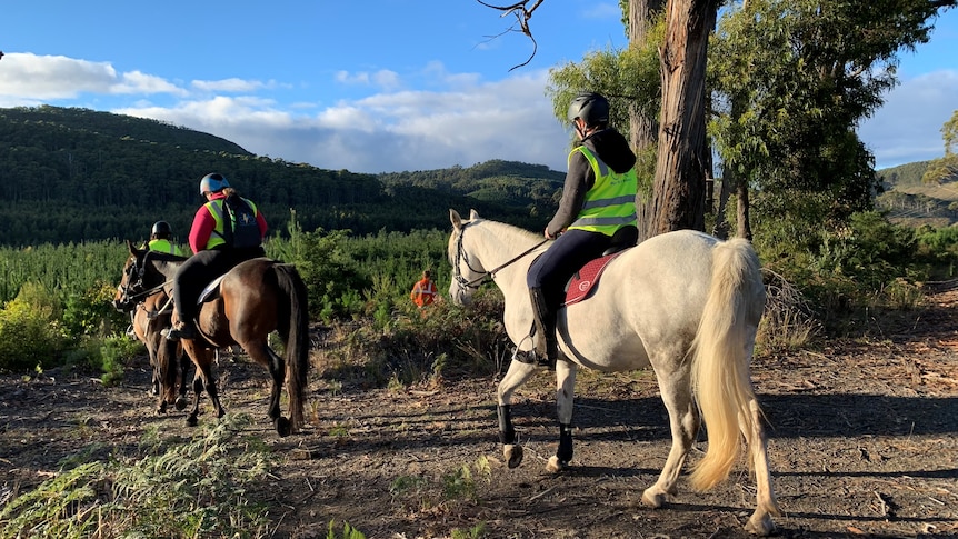 Horses join search of pine plantation for Shayla Phillips