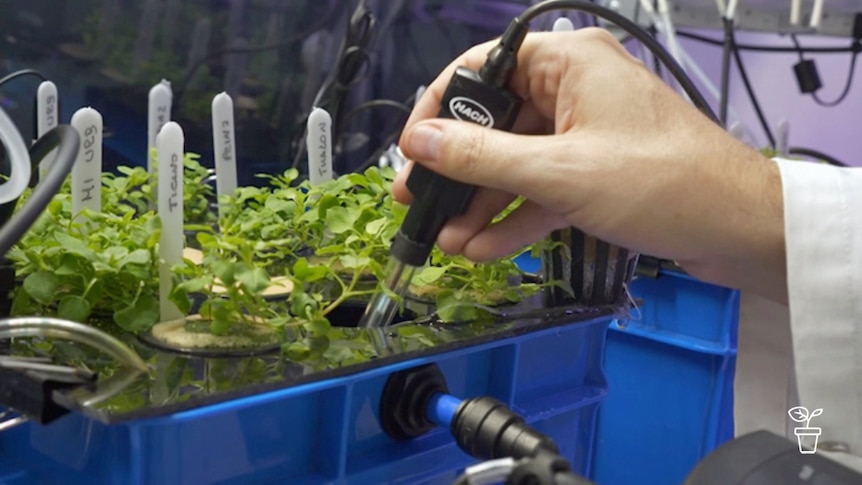 Man inserting probe into a tray holding plant seedlings