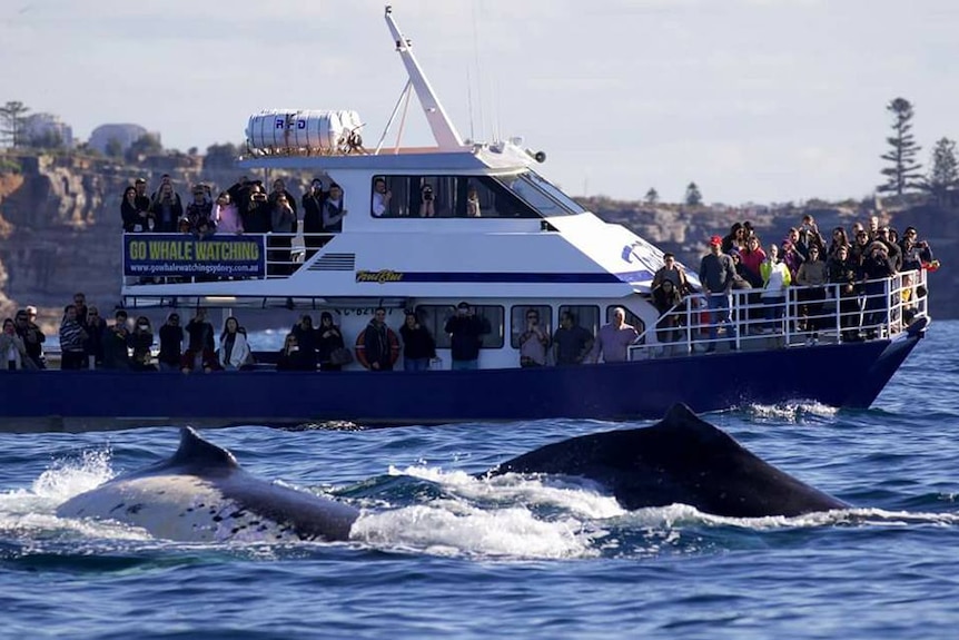 Whale watchers on a large sized vessel observing humpbacks.