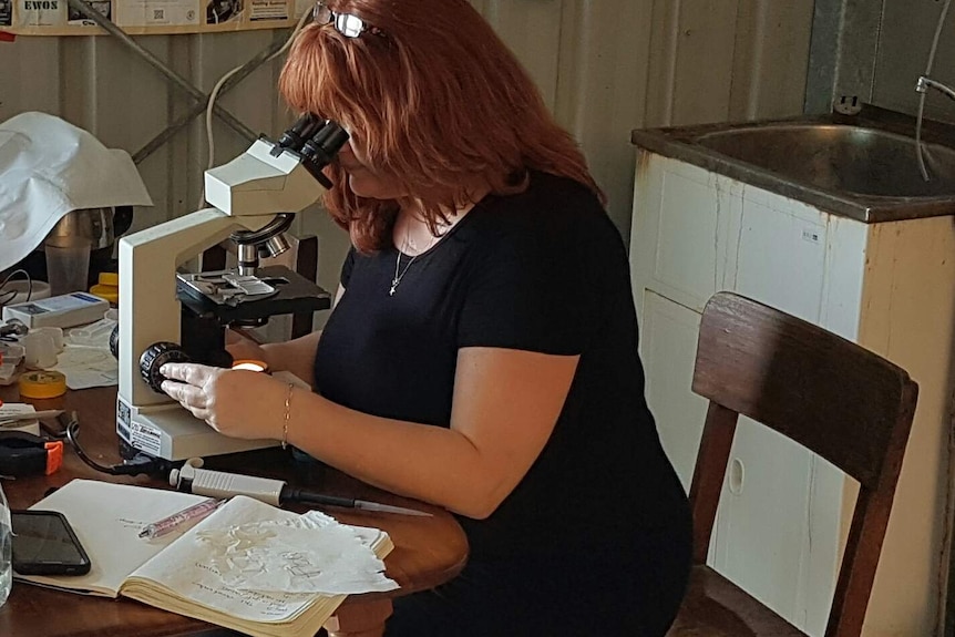 Biologist Chantal Gionet looking at bacteria slide under microscope