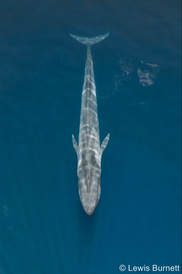 Pygmy blue whale picture 