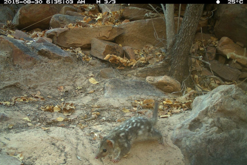 Northern quoll sitting on rocky landscape
