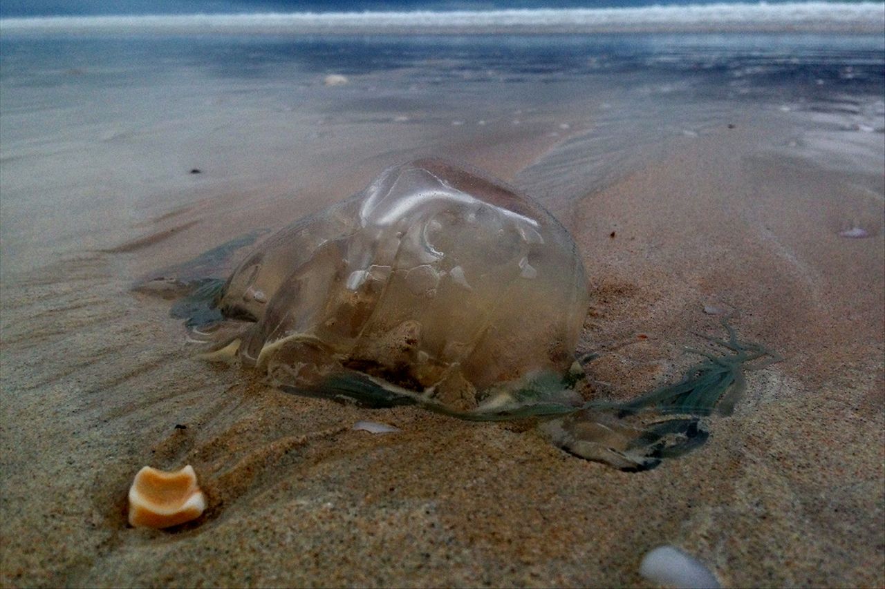 Dead Box Jellyfish Still Dangerous Townsville Beachgoers Warned - ABC News