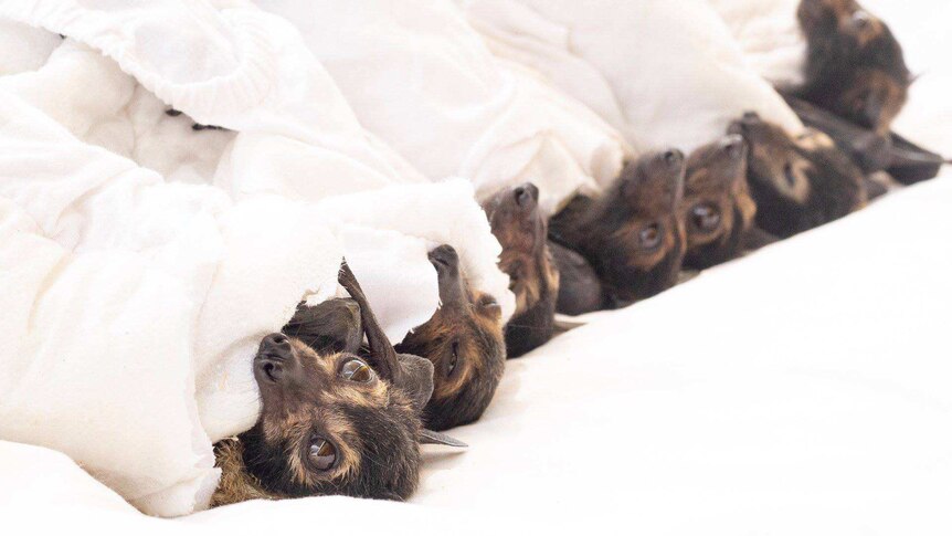 Row of baby flying foxes wrapped in blankets