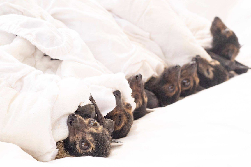Row of baby flying foxes wrapped in blankets
