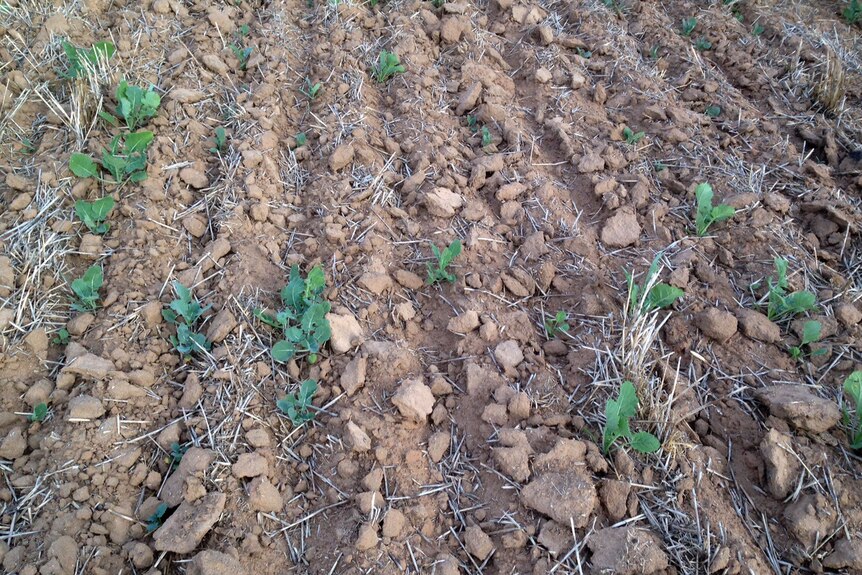 Close up of a meagre canola crop needing rain