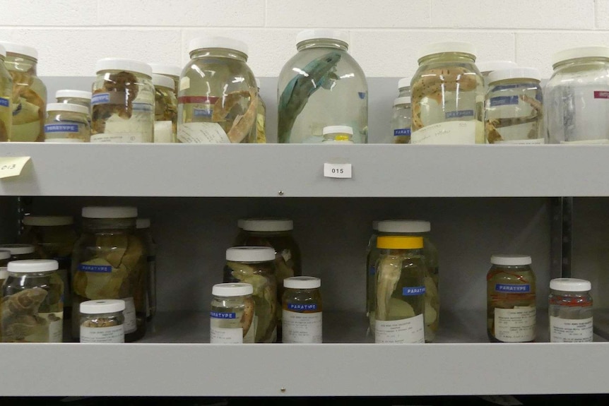 Jars of fish specimens on shelves