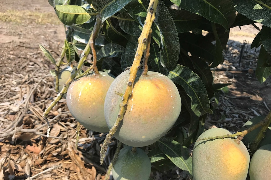 Mangoes with special 'fruit sunscreen' on a tree at a Rockhampton farm.