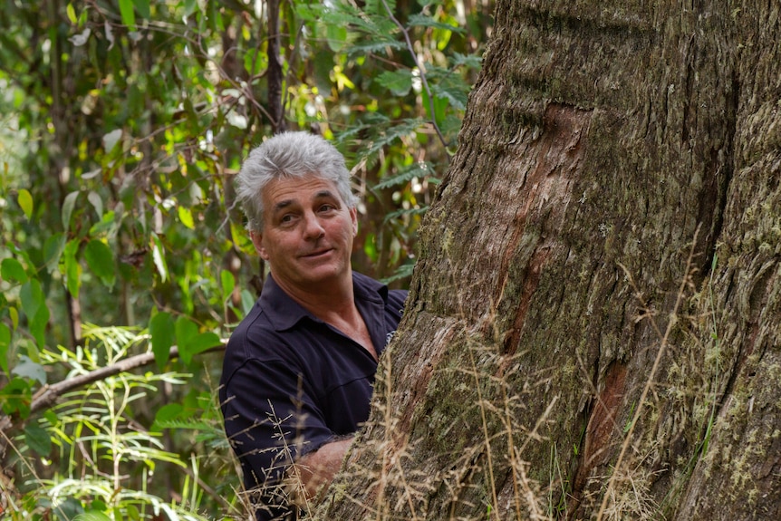 David Lindenmayer peeks out from behind mountain ash tree, near Cambarville in Victoria's Central Highlands.