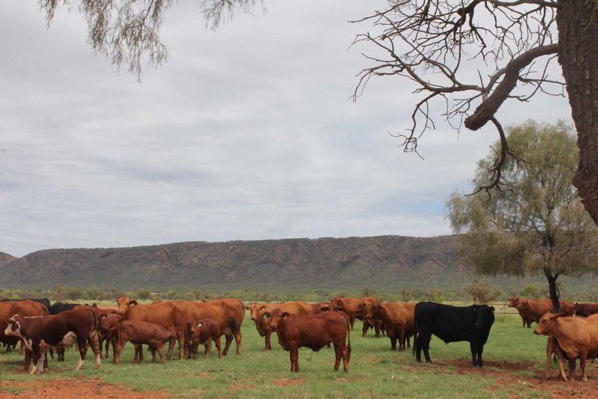 Cattle enjoy greenery at Old Man Plains Research Station