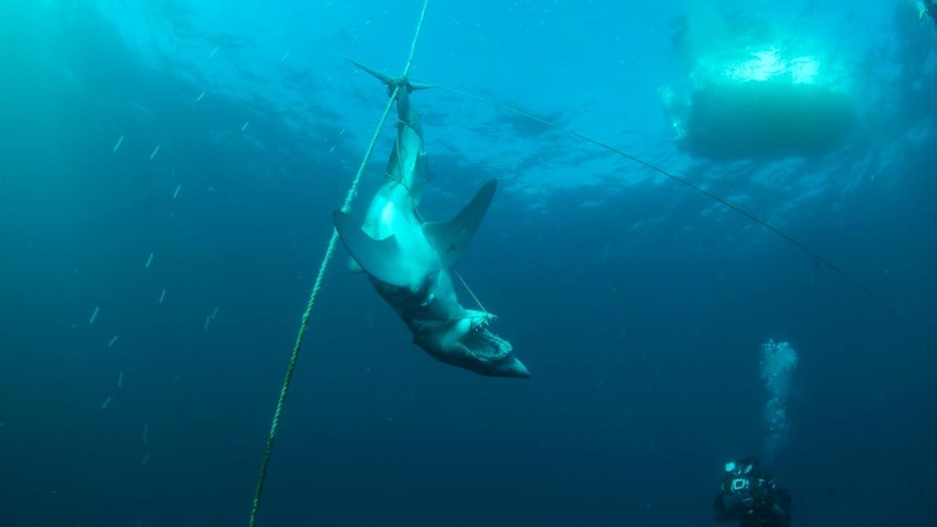 Drowned mako shark off the NSW Central Coast.