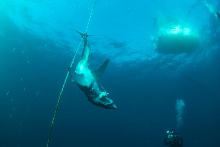 Drowned mako shark off the NSW Central Coast.