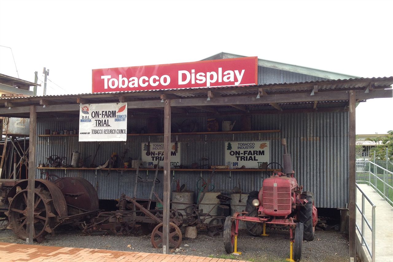 Breathing new life into tobacco