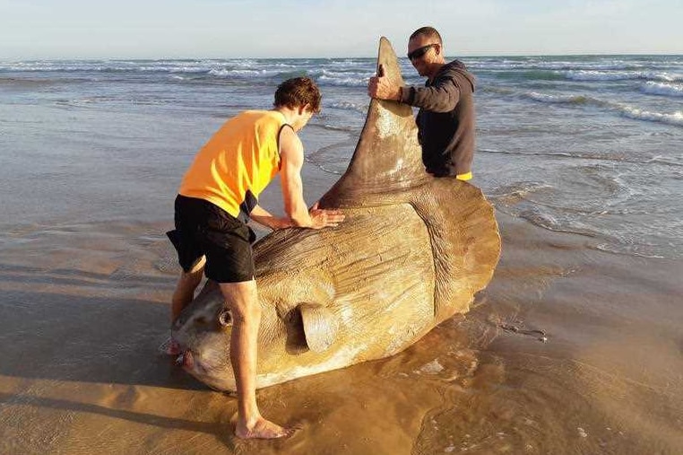Two men handle a giant sunfish.