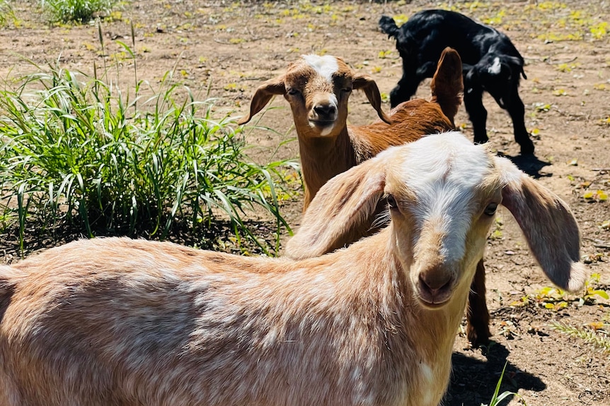 Three kids (baby goats) eating grass in a small yard