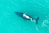 An aerial screen shot of an albino baby whale swimming next to an adult humpback.