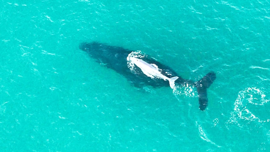 An aerial screen shot of an albino baby whale swimming next to an adult humpback.