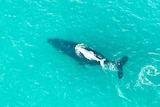 An aerial screen shot of an albino baby whale swimming next to an adult humpback.