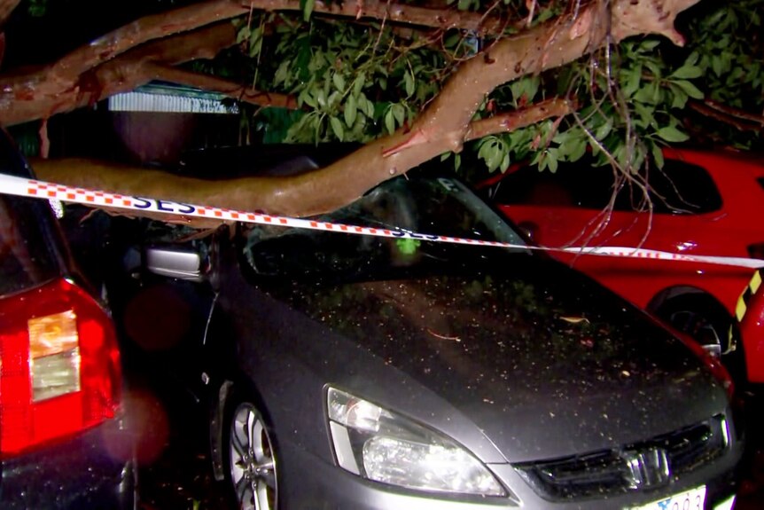 A tree branch on a car.