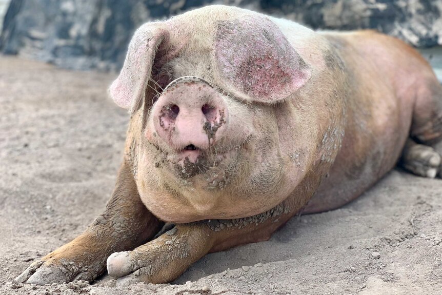 A very large pig lies in a patch of mud