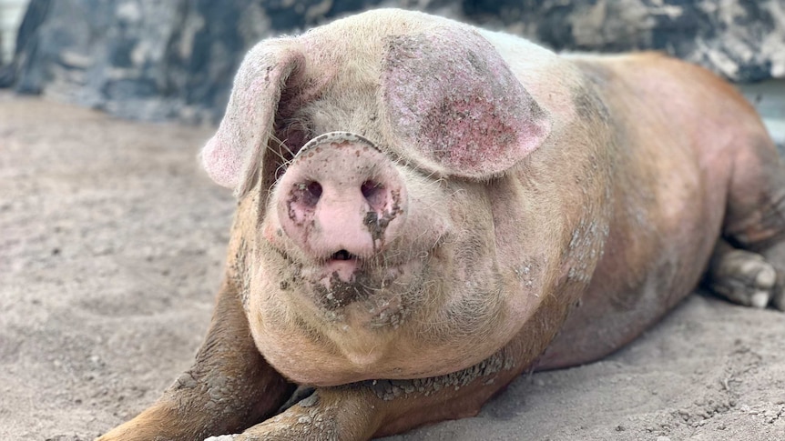 A very large pig lies in a patch of mud