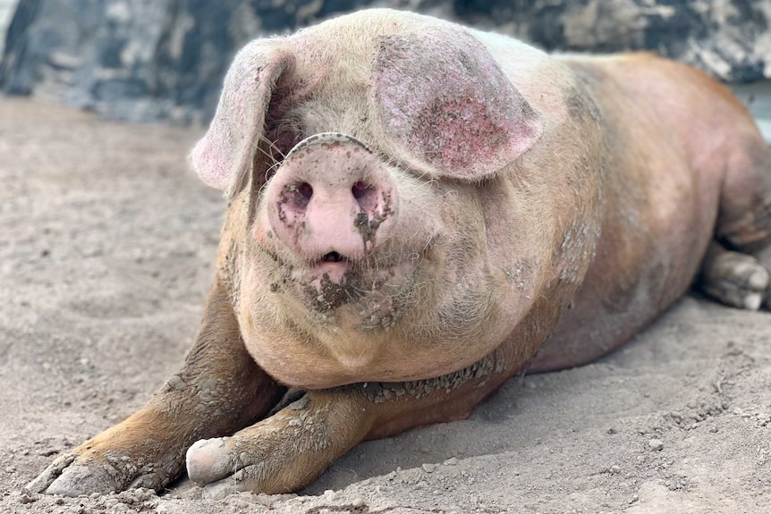 A very large pig lies in a patch of mud