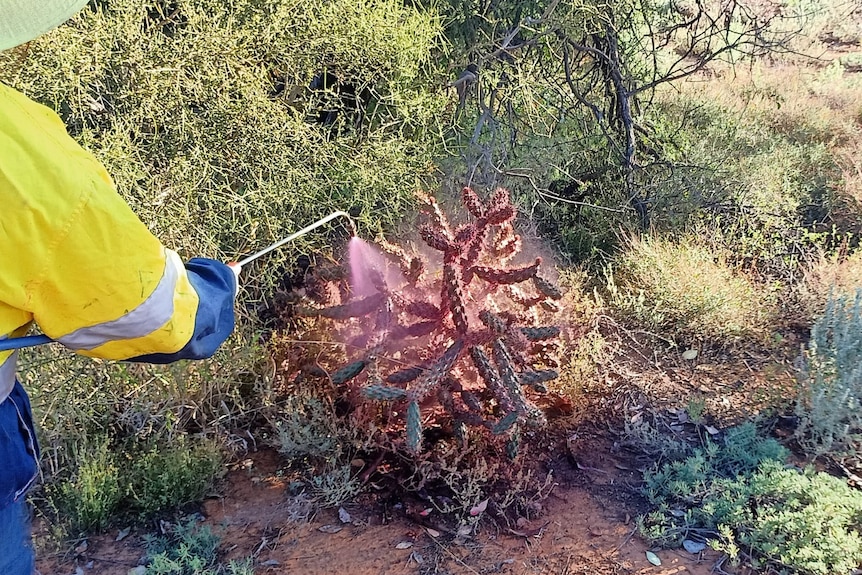 A bush of Hudson Pear being sprayed with chemical and red dye by a contractor.