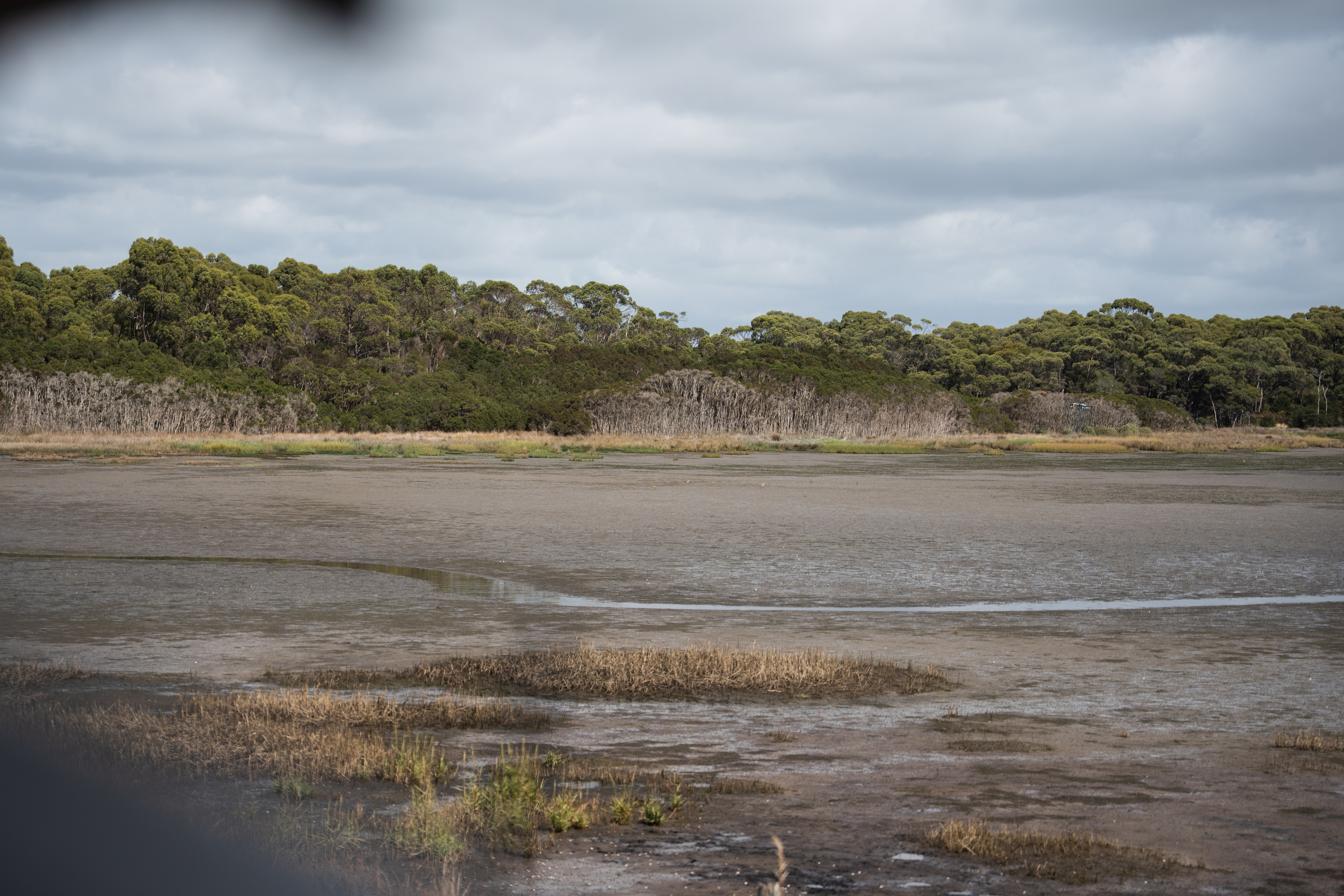 Once choked in weeds, locals celebrate 'mud coming back' to wetland