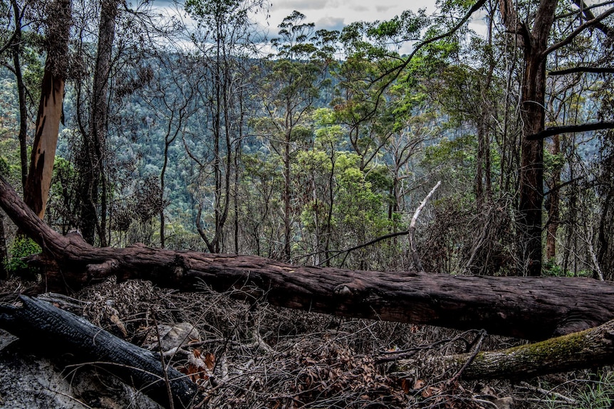 A burnt log rests on the forest floor.