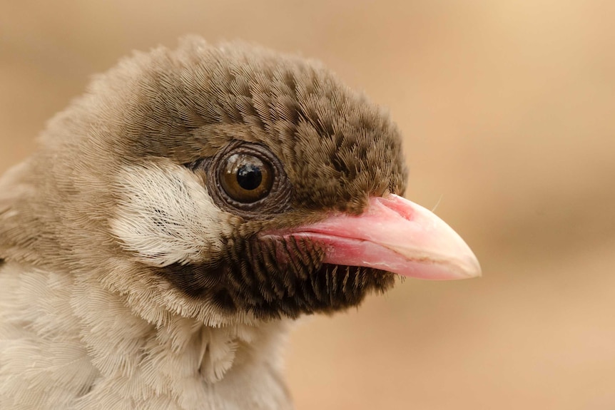 Male honeyguide bird