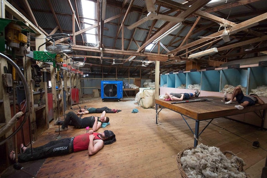 Shearing shed staff having a rest, asleep on the floor and tables.
