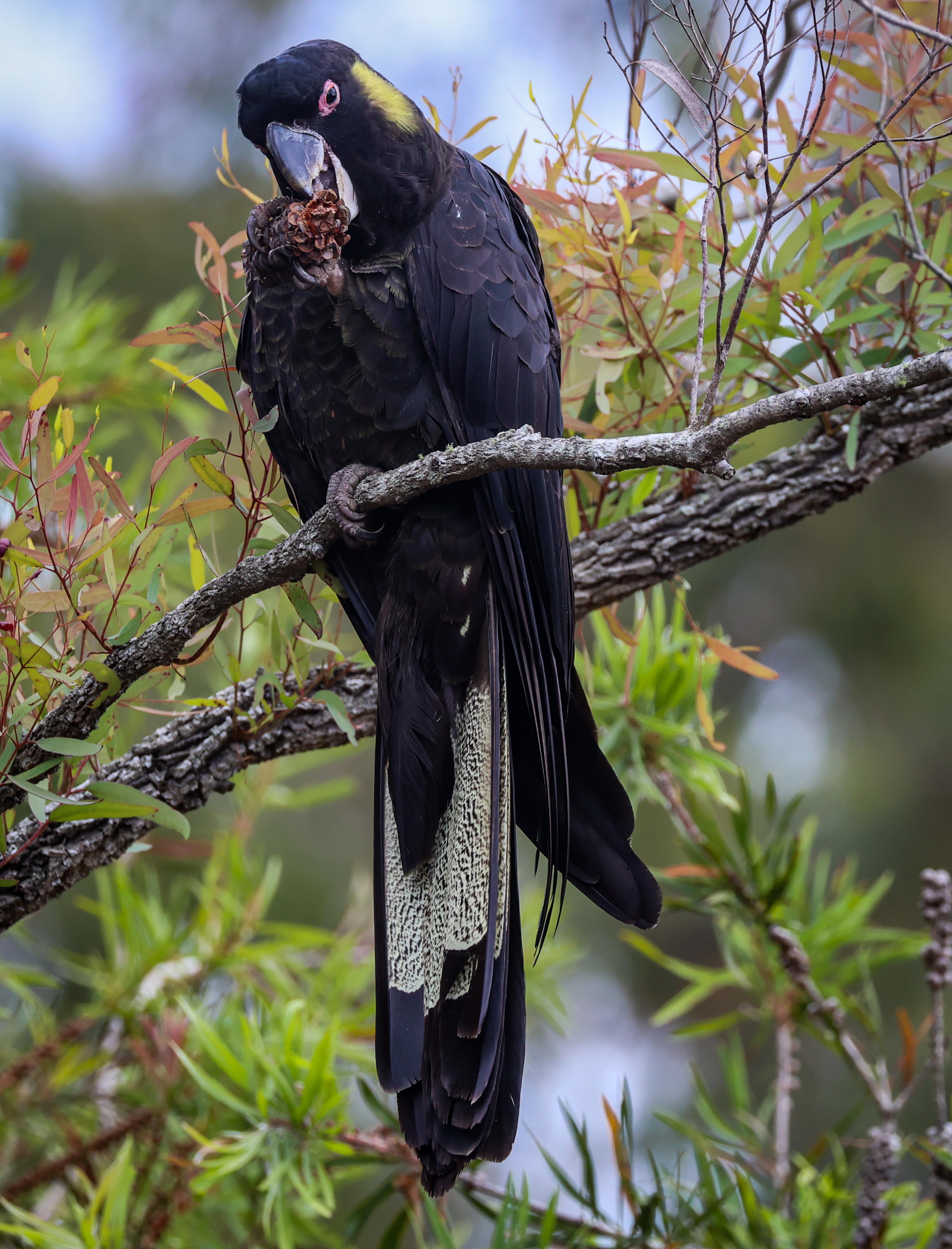 Yellowtailed black cockatoos spotted in large numbers in northern NSW