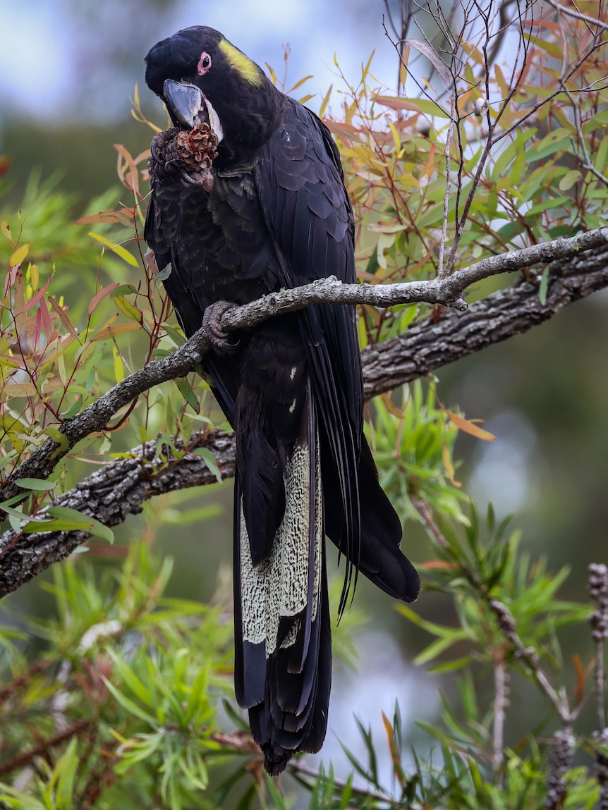 A large black cockatoo with yellow on its tail and side of its head, feeding in a tree.