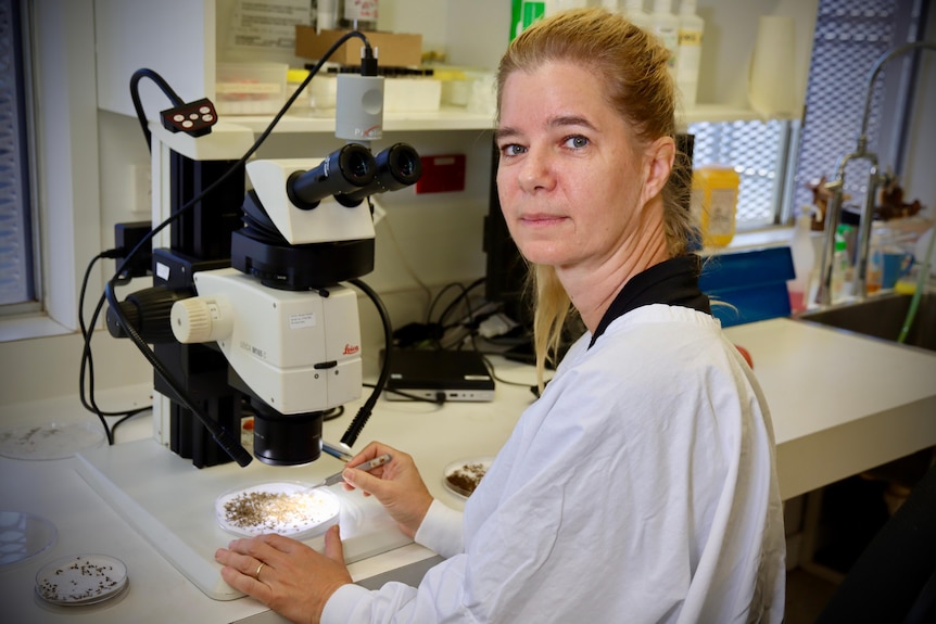 A woman in a white lab coat looks at the camera, away from a microscope with a petrie dish of mosquitos under it