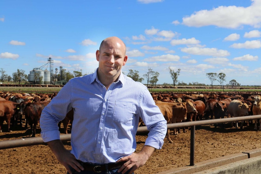 NAPCO's Stephen Moore stands in front of a pen of cattle at Wainui feedlot.