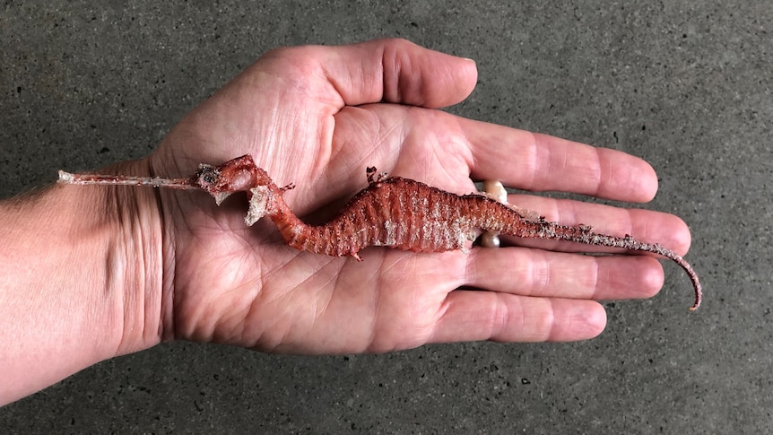 A well-preserved red seadragon held in a persons flat hand