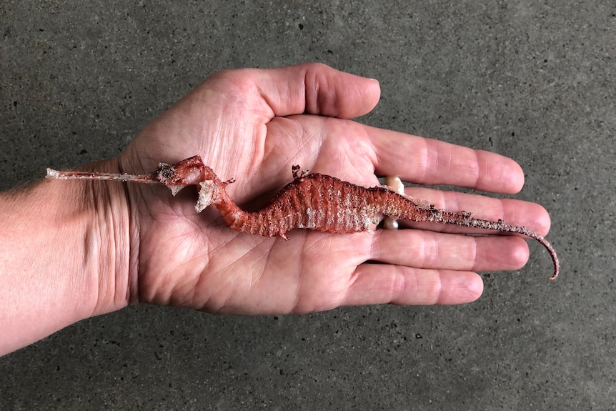 A well-preserved red seadragon held in a persons flat hand
