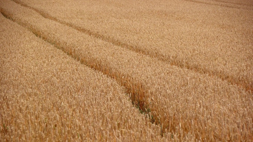 Lines run through a wheat crop made by a tractor.