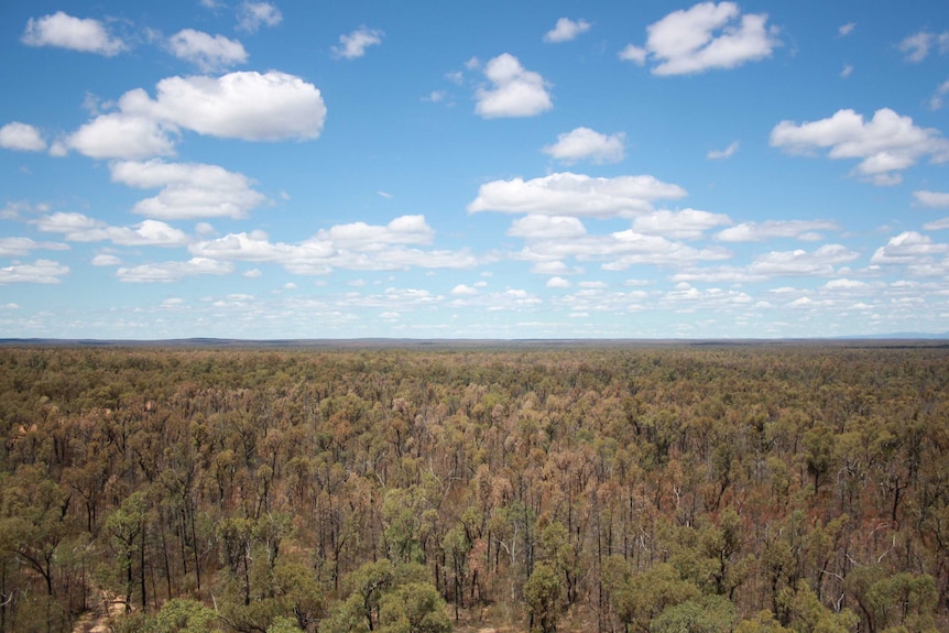 Bird's eye view of the Pilliga Forest