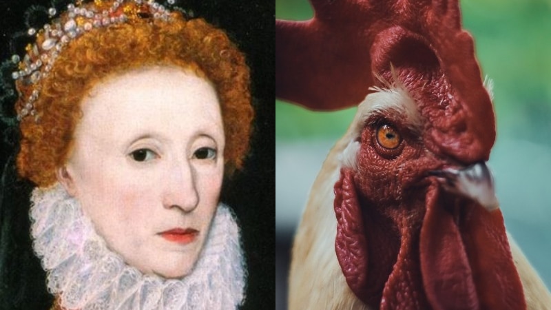 painting of Queen Elizabeth and the head of a rooster