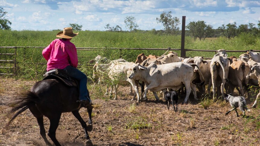 A female rider musters cattle on a property