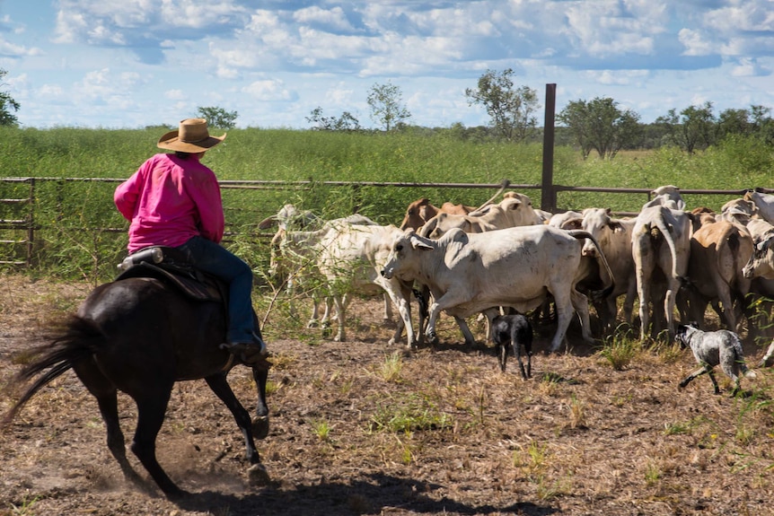 A female rider musters cattle on a property