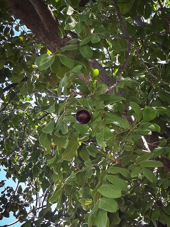 Plum on tree