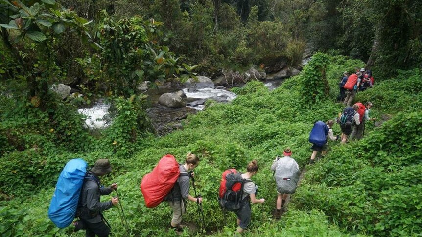 Kokoda Trail jungle