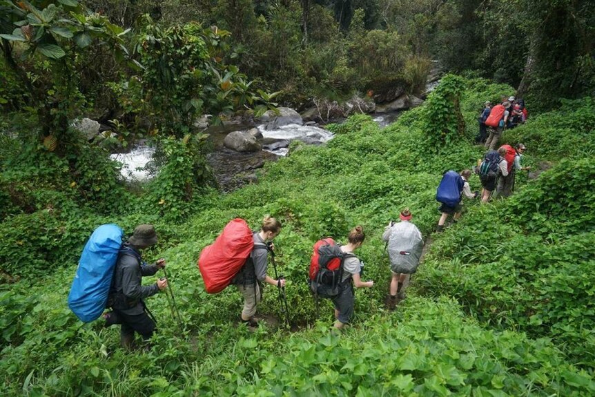 Kokoda Trail jungle