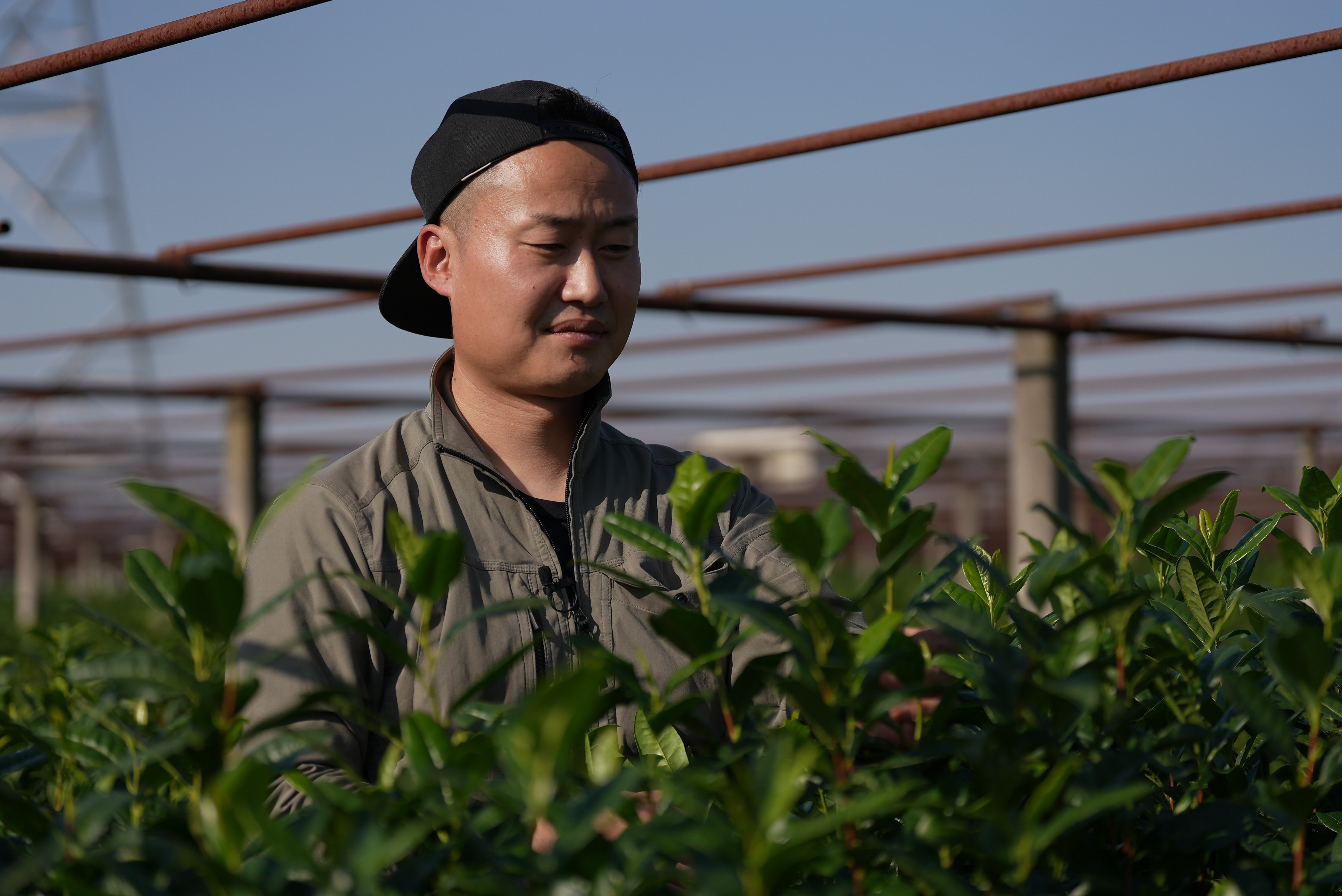 Um japonês vestido com roupas cinza está em um campo de matcha.