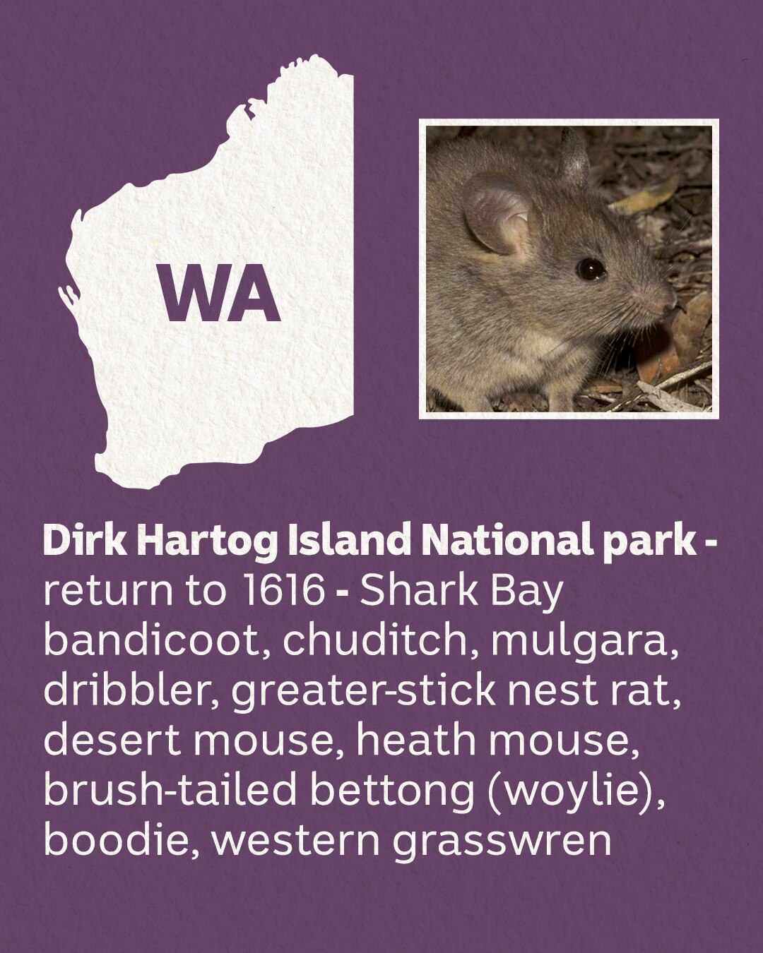 A white map of Western Australia with a picture of a marsupial.