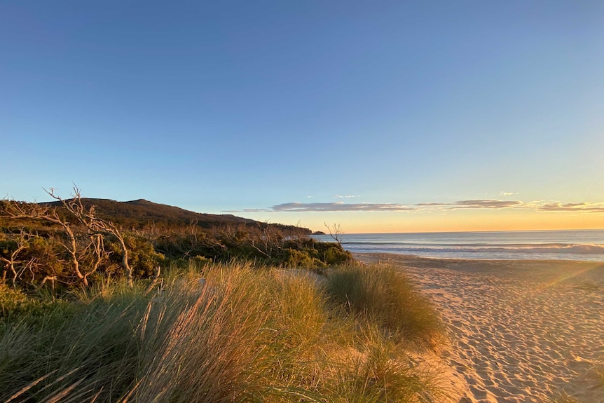 A beach at sunrise viewed from sand dunes with native grass in the foreground.