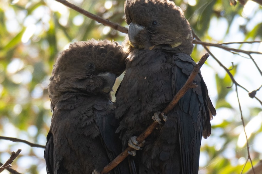 Two black birds sit side by side on a tree branch.