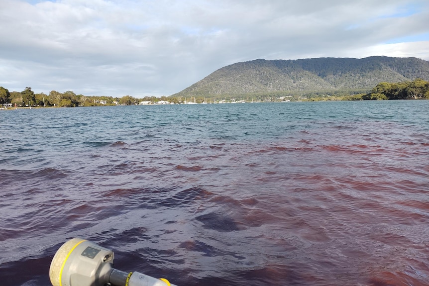 Red dye disperses in a river, with a mountain in the background.